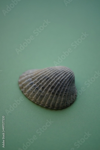 Grey seashell on a pale green marine table.
