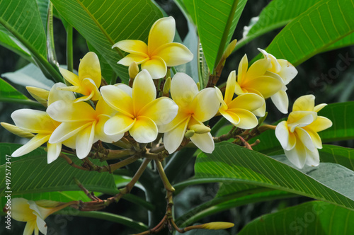 a bunch of frangipani flowers on a green background