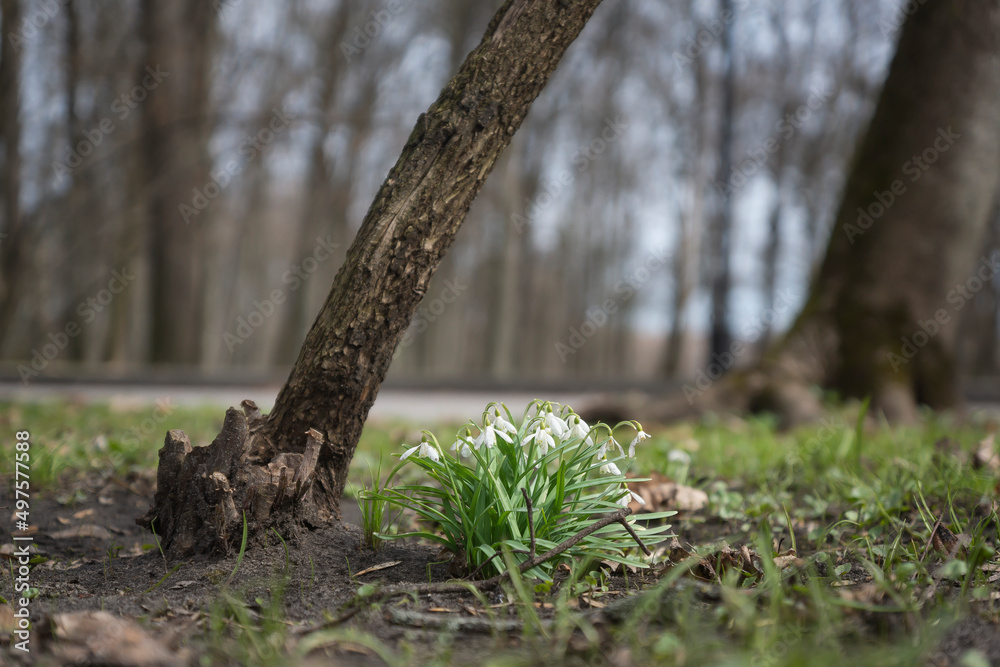 Obraz premium Snowdrop flowers in the garden, sunlight. The first beautiful snowdrops in spring.