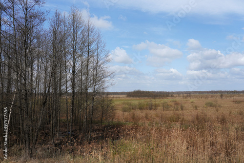 Spring on the Biebrza Marshes, April landscape with reeds