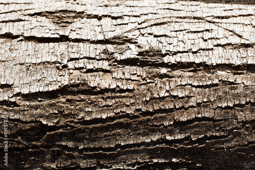 natural background texture of brown tree bark