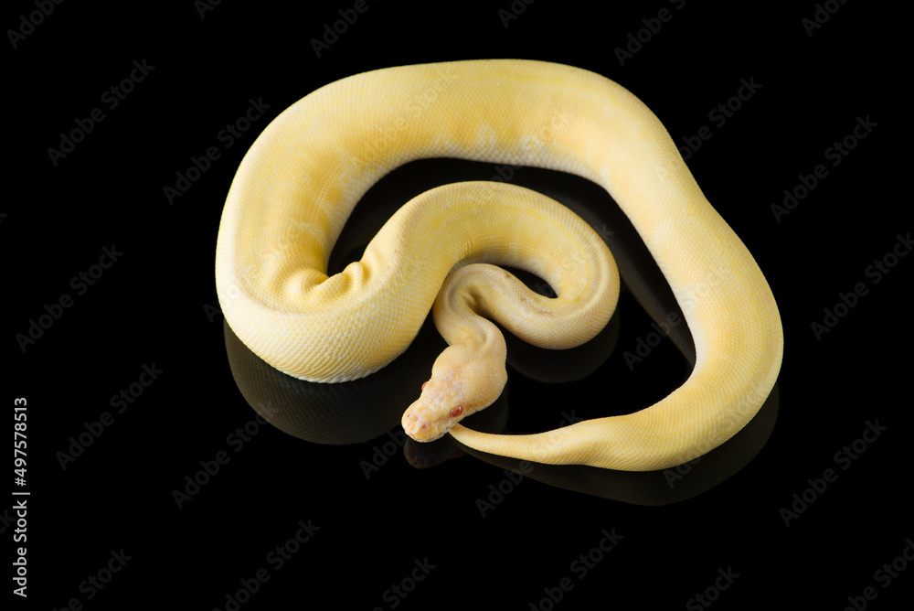 Obraz premium Multicoloured snake ball royal python isolated on black background