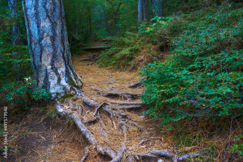 Pine roots along the Botkin trail. Beautiful bark on a pine trunk. Yalta, Crimea. photo