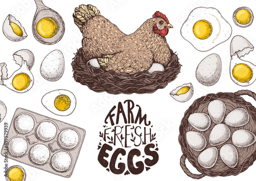 Chicken eggs. Hen sitting in the nest. Hand drawn illustration. Farm eggs design template. Vector illustration. Healthy food. Package design elements.
