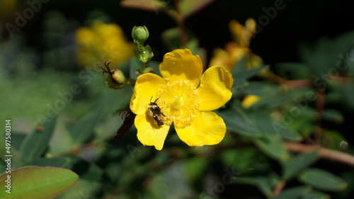 Closeup shot of a yellow flower growing in nature photo