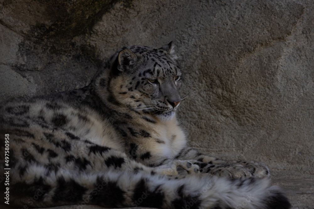 The snow leopards (like the Siberian tiger) are record holders of all cats. Their uniqueness is also confirmed by the fact that they can jump up to 16 m and that they have the thickest and longest fur The snow leopards (like the Siberian tiger) are record holders of all cats. Their uniqueness is also confirmed by the fact that they can jump up to 16 m and that they have the thickest and longest fur
