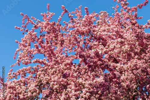 Pink flowering tree in the park against the blue sky. Spring background.