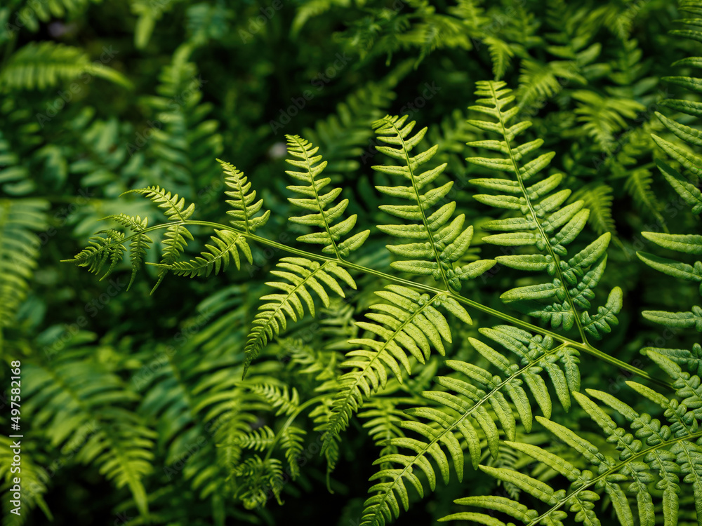 Fresh green fern leaves on blur background in the garden. Texture of fern leaves.