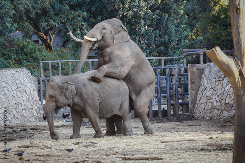Slika na platnu Beautiful shot of two elephants mating in a zoo during the day