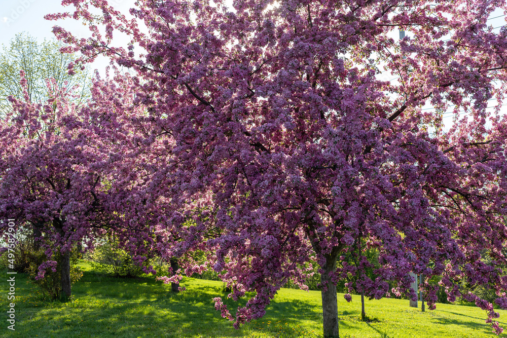 Pink trees in bloom in garden with green grass on a sunny day. Spring background.