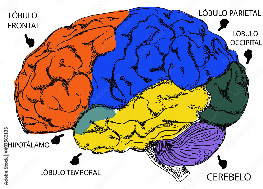 CEREBRO HUMANO / PARTES NOMBRES / ILUSTRACION Stock Illustration ...