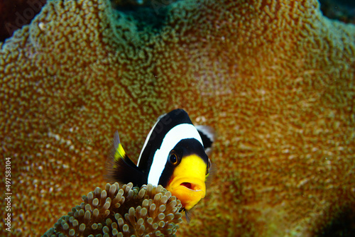 Tela Reef clownfish underwater Bali island, Indonesia