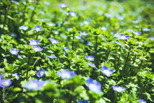 Selective focus of field Veronica chamaedrys little blue flowers illuminated by the spring morning sun. Springtime meadow flowering garden plants. Grass with small blue wildflowers blurred copy space 