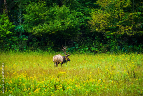 Lone buck elk with large antlers standing in meadow