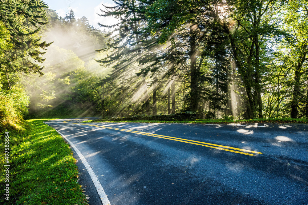 Obraz premium Sunlight streams through trees on curvy mountain forest road
