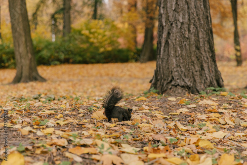 A black squirrel with a nut in its teeth, running on yellow leaves in a public park. Feeding animals. Winter supplies. Autumn background