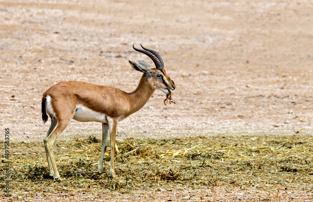 Dorcas gazelle (Gazella dorcas) inhabits nature desert reserves in the Middle East. Expanding human civilization is a major threat to populations of this species
Dorcas gazelle (Gazella dorcas) inhabits nature desert reserves in the Middle East. Expanding human civilization is a major threat to populations of this species