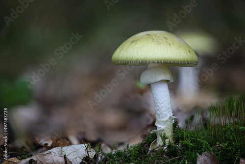 Closeup shot of Amanita phalloides in a forest during the day photo