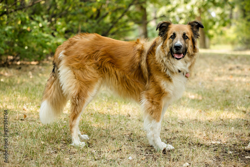 Portrait of northern breed dog in the park