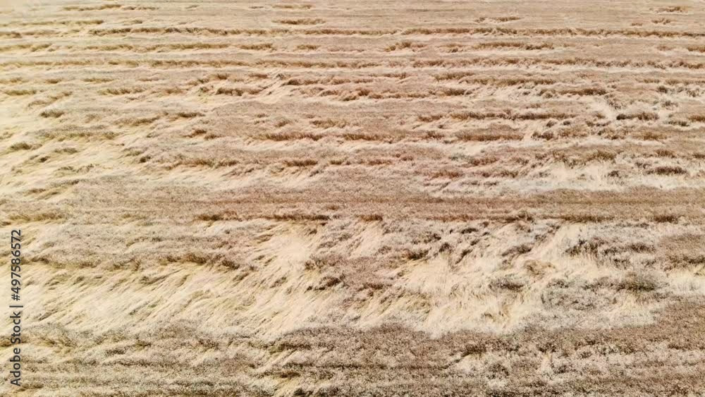 Golden ears of wheat on the field. Wheat field top aerial view. The wind swings the harvest of grain crops. Golden ears of wheat on the field. Wheat field top aerial view. The wind swings the harvest of grain crops.