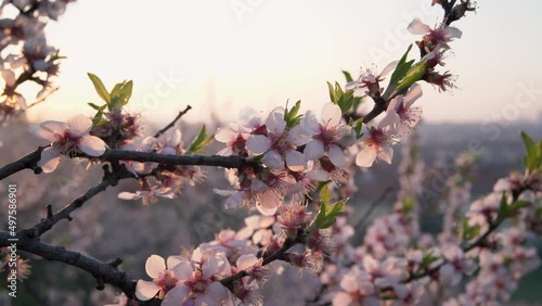 Pink almond tree blossoms on a spring morning, slow motion