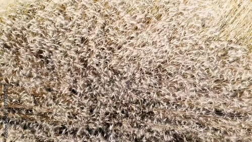 Golden ears of wheat on the field. Wheat field top aerial view. The wind swings the harvest of grain crops.