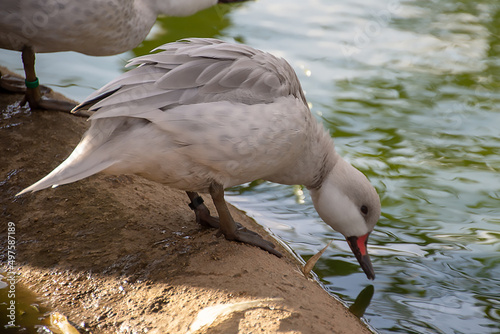 Close-up shot of a cute White-cheeked pintail drinking water from a lake on a sunny day photo