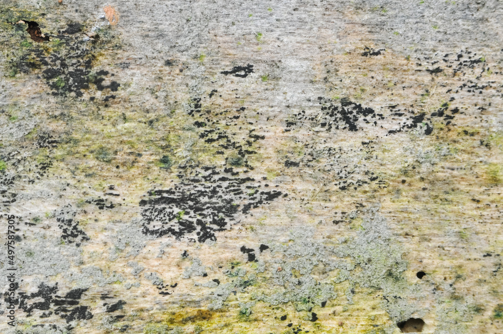 Obraz premium the surface of the wooden planks is weathered, damp and porous and eaten by termites