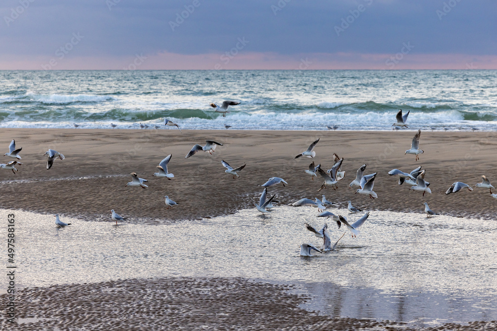 slight waves with white foam on the beautiful beach and a group of seagulls, beutiful natural background of a slight sunset. High quality photo slight waves with white foam on the beautiful beach and a group of seagulls, beutiful natural background of a slight sunset. High quality photo
