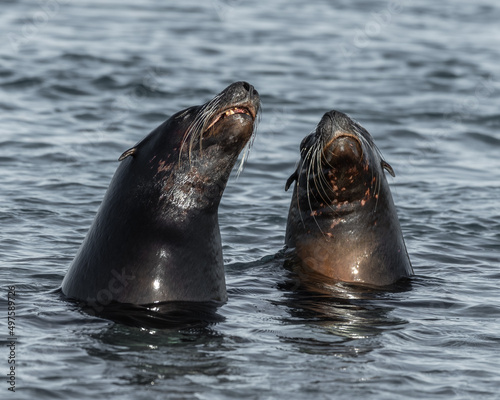 Pair of Californian Seal's with Head above the Water © Ian