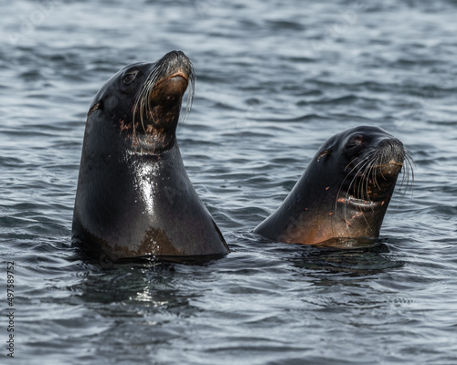 Pair of Californian Seal's with Head above the Water © Ian