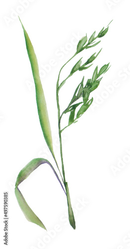 watercolor flowering Grass on white background