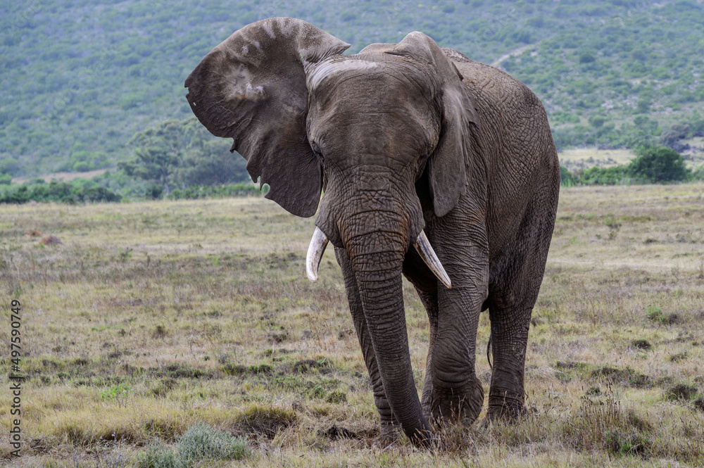 Obraz premium Elephants in natural habitat in South Africa.