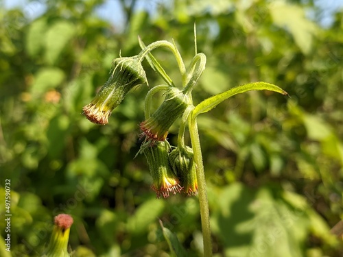 sintrong plant (Crassocephalum crepidioides) in the morning photo