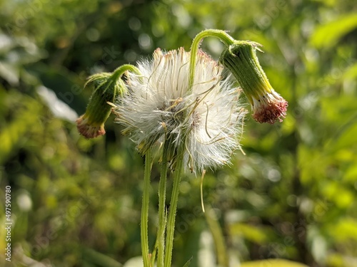 Sintrong plants (Crassocephalum crepidioides) grow wild in the tropical climate of Borneo photo