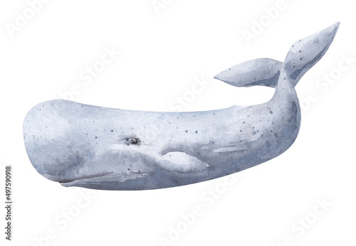 Isolated watercolor illustration. Sperm whale on a white background. photo