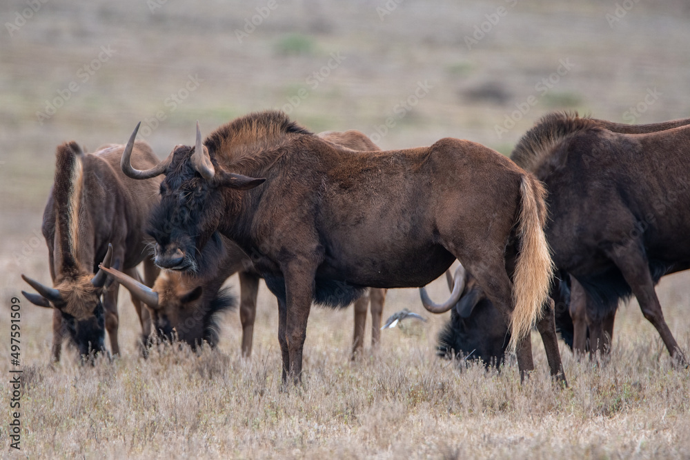 gnu in the nature reserve National Park South Africa gnu in the nature reserve National Park South Africa