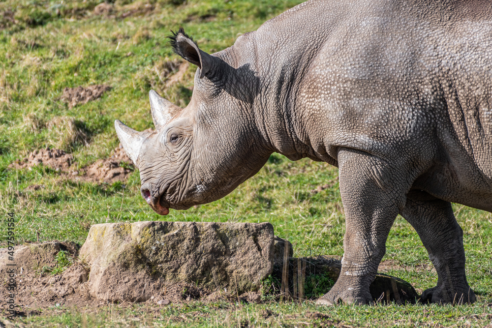 Fototapeta premium White Rhinoceros Walking on Grass