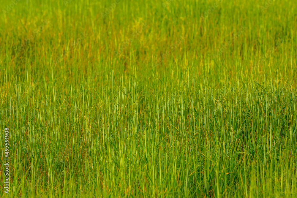 Green field and grass, background. Growing wheat field. Green field and grass, background. Growing wheat field.