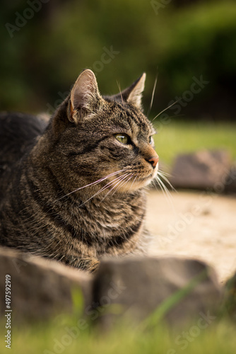 A gray-brown tabby cat sits curiously and attentively on stones in the grass and looks to the right. Mild summer day. Tabby cat in the garden. © Isabella Marlen