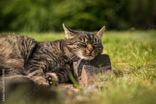Obraz na plátně A tabby cat lies on stones in the grass and relaxes in the sun