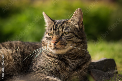Billede på lærred A tabby cat lies on stones in the grass and relaxes in the sun