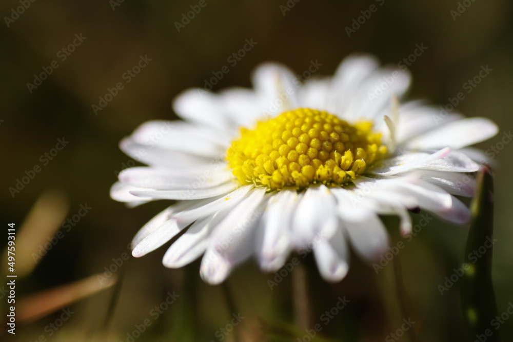Fototapeta premium Close up of spring daisies in the garden in the afternoon