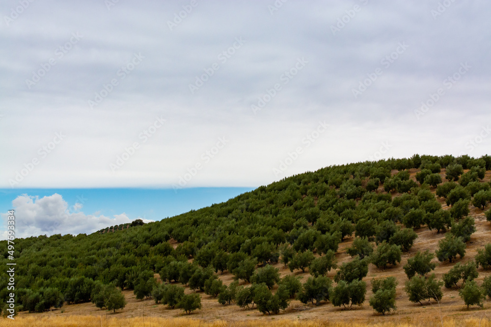 Andalusian landscape with yellow hills and green olive trees plantations