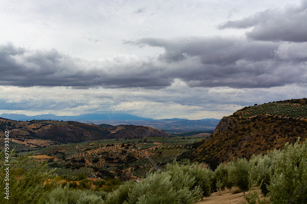 Andalusian landscape with yellow hills and green olive trees plantations Andalusian landscape with yellow hills and green olive trees plantations