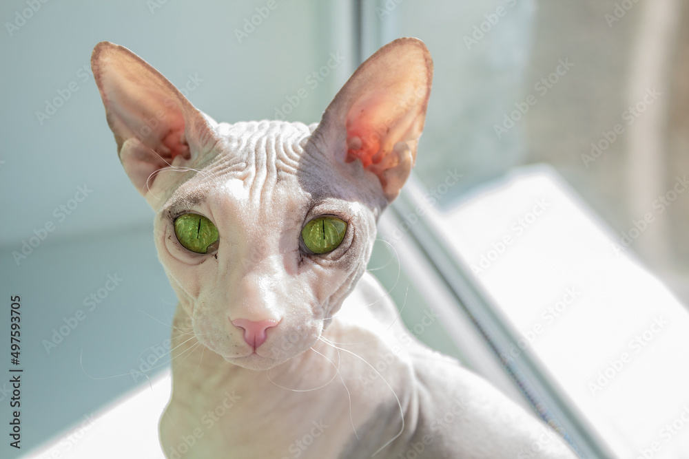 Purebred cat. Beautiful breed of animal. Hairless breed of cat