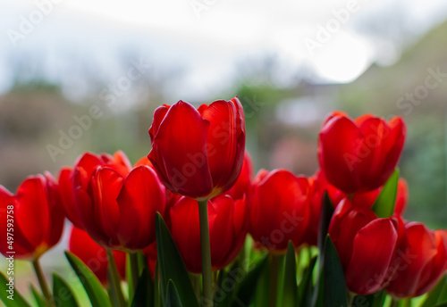 Bunch of red tulip flowers blooming in vase closeup blurred background.