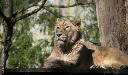 Portrait of female lion lying in a zoologic park photo