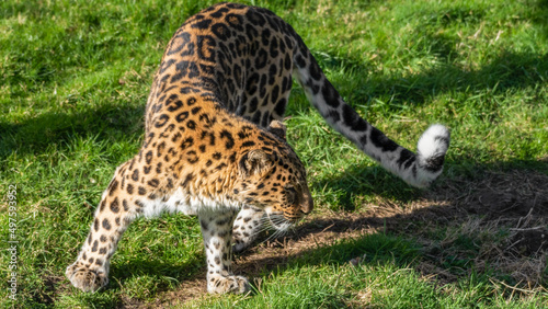 Amur Leopard Walking on Grass