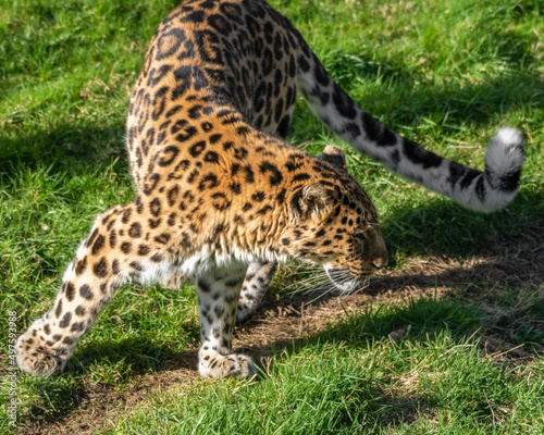 Amur Leopard Walking on Grass